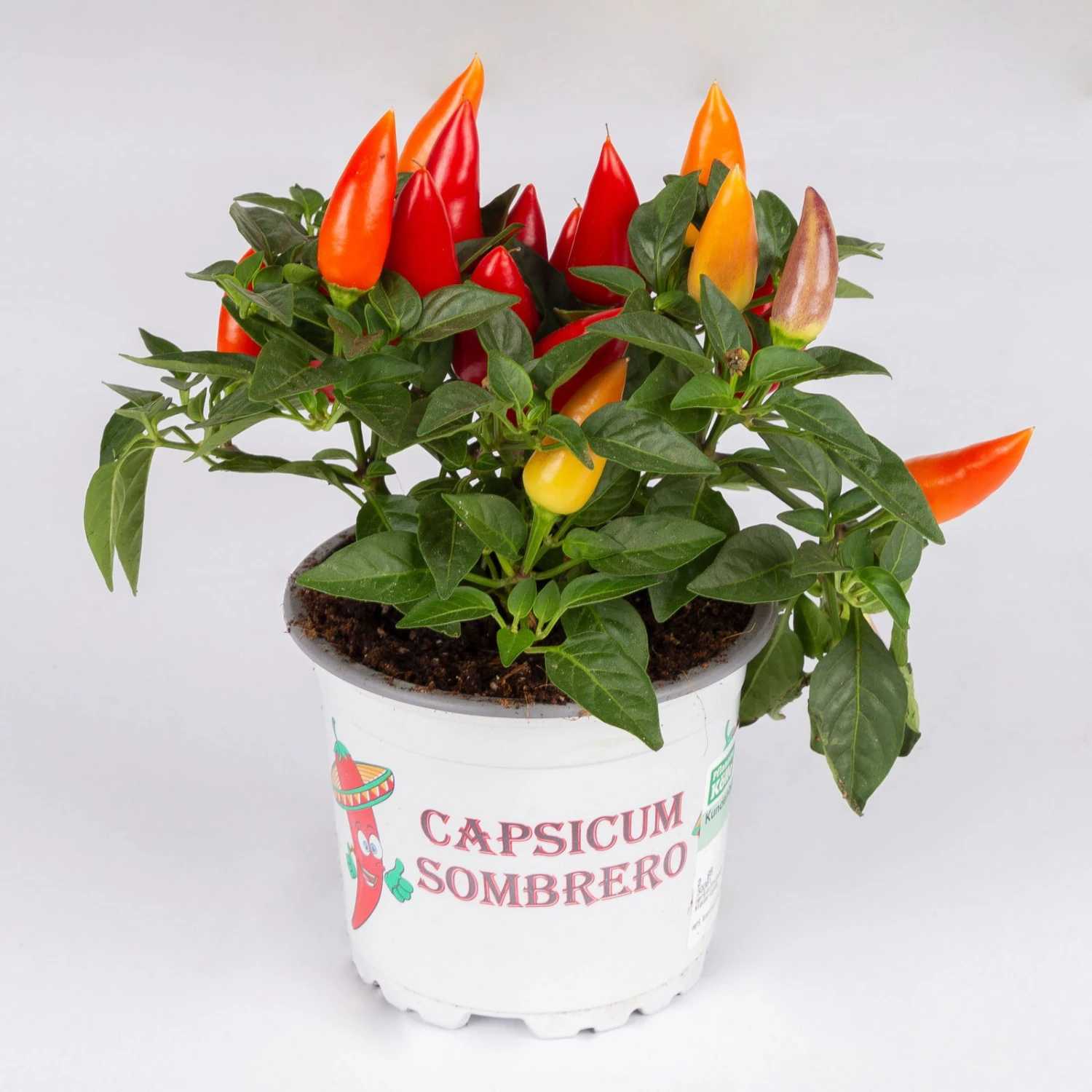 Capsicum 'Acapulco Multicolor', Topf-Ø 10,5, 6er-Set 3 Capsicum 'Acapulco Multicolor', Topf-Ø 10,5, 6er-Set