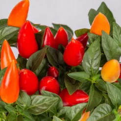 Capsicum 'Acapulco Multicolor', Topf-Ø 10,5, 6er-Set 10 Capsicum 'Acapulco Multicolor', Topf-Ø 10,5, 6er-Set -Garten Saat Verkäufe 0210104747 Capsicum an Acapulco Multicolor T10 5 6er Set WS 2