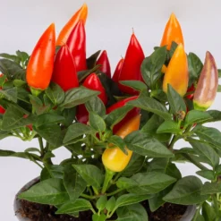 Capsicum 'Acapulco Multicolor', Topf-Ø 10,5, 6er-Set 9 Capsicum 'Acapulco Multicolor', Topf-Ø 10,5, 6er-Set -Garten Saat Verkäufe 0210104747 Capsicum an Acapulco Multicolor T10 5 6er Set WS 1 1 117700