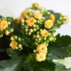 Kalanchoe 'Calandiva'®, Gelb, Topf-Ø 12 Cm, Höhe Ca. 27,5 Cm, 6er-Set