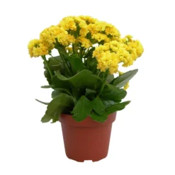 Kalanchoe 'Calandiva'®, Gelb, Topf-Ø 12 Cm, Höhe Ca. 27,5 Cm, 6er-Set 14 Kalanchoe 'Calandiva'®, Gelb, Topf-Ø 12 Cm, Höhe Ca. 27,5 Cm, 6er-Set -Garten Saat Verkäufe 0210350157 Kalanchoe Cal gelb