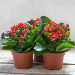 Kalanchoe 'Calandiva'®, Rot, Topf-Ø 12 Cm, Höhe Ca. 27,5 Cm, 6er-Set -Garten Saat Verkäufe 0210350161 Kalanchoe Cal rot 12 cm T H 26cm1