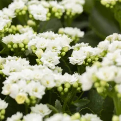 Kalanchoe 'Calandiva'®, Weiß, Topf-Ø 12 Cm, Höhe Ca. 27,5 Cm, 6er-Set 11 Kalanchoe 'Calandiva'®, Weiß, Topf-Ø 12 Cm, Höhe Ca. 27,5 Cm, 6er-Set -Garten Saat Verkäufe 0210350168 Kalanchoe Cal weiss 12cm T H26cm