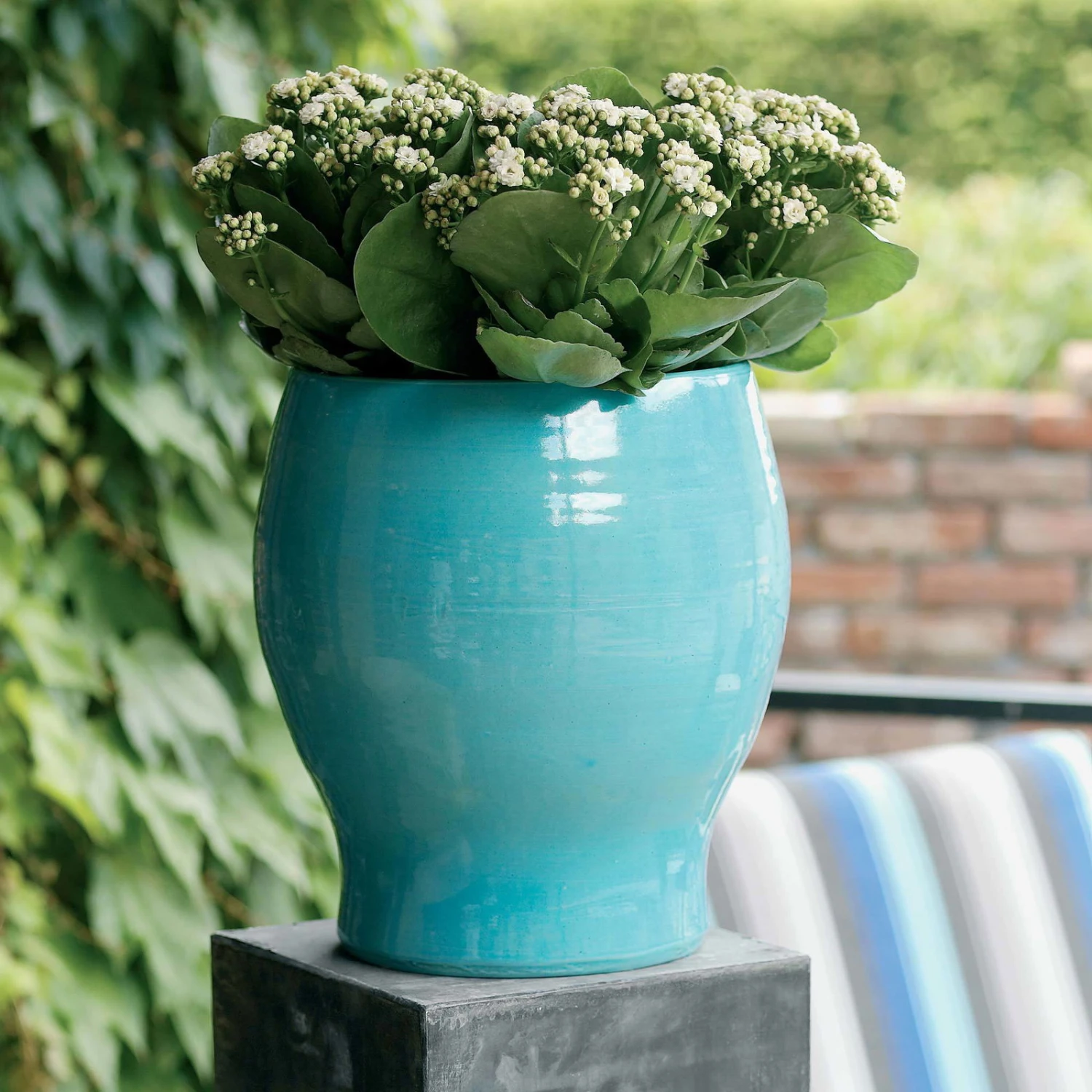 Kalanchoe 'Calandiva'®, Weiß, Topf-Ø 12 Cm, Höhe Ca. 27,5 Cm, 6er-Set 5 Kalanchoe 'Calandiva'®, Weiß, Topf-Ø 12 Cm, Höhe Ca. 27,5 Cm, 6er-Set – Bild 3