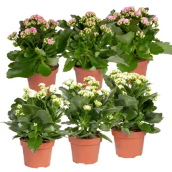 Neue Produkte 11 Kalanchoe 'Calandiva'®, Weiß & Rosa, Topf-Ø 12 Cm, Höhe Ca. 20-30 Cm, 6er-Set
