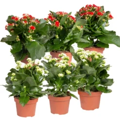 Neue Produkte 19 Kalanchoe 'Calandiva'®, Weiß & Rot, Topf-Ø 12 Cm, Höhe Ca. 20-30 Cm, 6er-Set