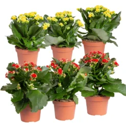 Neue Produkte 23 Kalanchoe 'Calandiva'®, Rot&gelb, Topf Topf-Ø 12 Cm, Höhe Ca. 20-30cm, 6er-Set