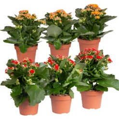 Neue Produkte 21 Kalanchoe 'Calandiva'®, Rot&orange, Topf-Ø 12 Cm, Höhe Ca. 20-30 Cm, 6er-Set