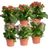 Kalanchoe 'Calandiva'®, Rot&violett, Topf-Ø 12 Cm, Höhe Ca. 20-30 Cm, 6er-Set 2 Kalanchoe 'Calandiva'®, Rot&violett, Topf-Ø 12 Cm, Höhe Ca. 20-30 Cm, 6er-Set -Garten Saat Verkäufe 0210350373 Kalanchoe rot violett 6er Set 3xrot 3xviolett