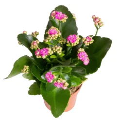 Kalanchoe 'Calandiva'®, Rot&violett, Topf-Ø 12 Cm, Höhe Ca. 20-30 Cm, 6er-Set -Garten Saat Verkäufe 0210350382 Kalanchoe violett 6er Set 6xviolett 3