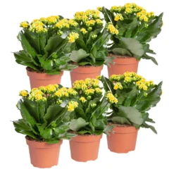 Neue Produkte -Garten Saat Verkäufe 0210350384 Kalanchoe gelb 6er Set 6xgelb 1