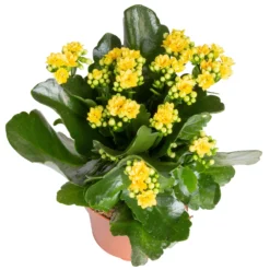 Kalanchoe 'Calandiva'®, Gelb, Topf-Ø 12 Cm, Höhe Ca. 27,5 Cm, 6er-Set 12 Kalanchoe 'Calandiva'®, Gelb, Topf-Ø 12 Cm, Höhe Ca. 27,5 Cm, 6er-Set -Garten Saat Verkäufe 0210350384 Kalanchoe gelb 6er Set 6xgelb 2 1