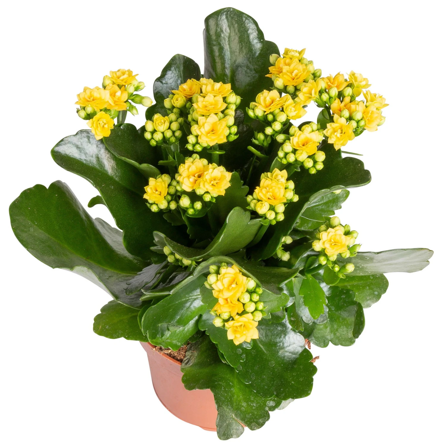 Kalanchoe 'Calandiva'®, Gelb, Topf-Ø 12 Cm, Höhe Ca. 27,5 Cm, 6er-Set 5 Kalanchoe 'Calandiva'®, Gelb, Topf-Ø 12 Cm, Höhe Ca. 27,5 Cm, 6er-Set – Bild 3