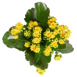 Kalanchoe 'Calandiva'®, Rot&gelb, Topf Topf-Ø 12 Cm, Höhe Ca. 20-30cm, 6er-Set -Garten Saat Verkäufe 0210350384 Kalanchoe gelb 6er Set 6xgelb 3