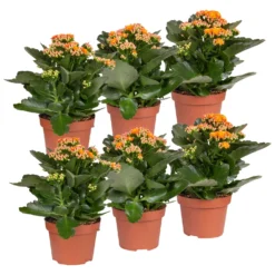 Neue Produkte 15 Kalanchoe 'Calandiva'®, Orange, Topf-Ø 12 Cm, Höhe Ca. 27,5 Cm, 6er-Set