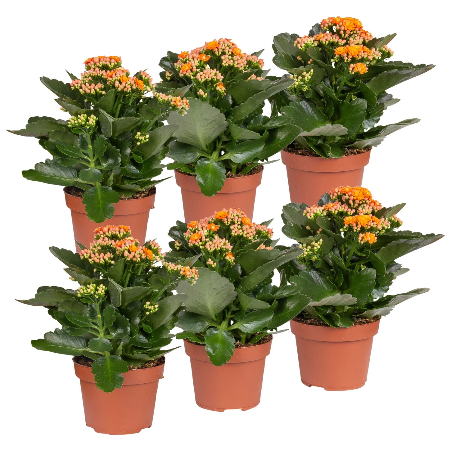 Kalanchoe 'Calandiva'®, Orange, Topf-Ø 12 Cm, Höhe Ca. 27,5 Cm, 6er-Set 3 Kalanchoe 'Calandiva'®, Orange, Topf-Ø 12 Cm, Höhe Ca. 27,5 Cm, 6er-Set