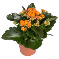 Kalanchoe 'Calandiva'®, Gelb&orange, Topf-Ø 12 Cm, Höhe Ca. 20-30 Cm, 6er-Set 11 Kalanchoe 'Calandiva'®, Gelb&orange, Topf-Ø 12 Cm, Höhe Ca. 20-30 Cm, 6er-Set -Garten Saat Verkäufe 0210350385 Kalanchoe orange 6er Set 6xorange 2 2