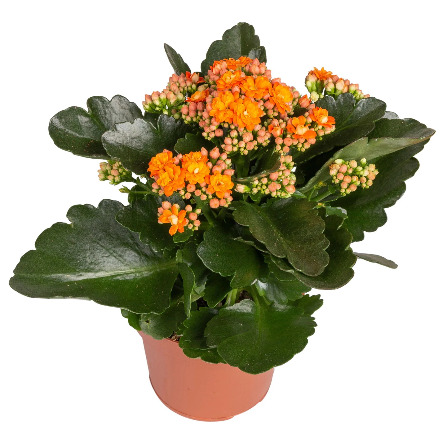 Kalanchoe 'Calandiva'®, Rot&orange, Topf-Ø 12 Cm, Höhe Ca. 20-30 Cm, 6er-Set 5 Kalanchoe 'Calandiva'®, Rot&orange, Topf-Ø 12 Cm, Höhe Ca. 20-30 Cm, 6er-Set – Bild 3