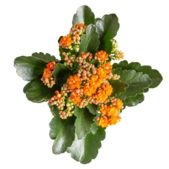 Neue Produkte -Garten Saat Verkäufe 0210350385 Kalanchoe orange 6er Set 6xorange 3 2