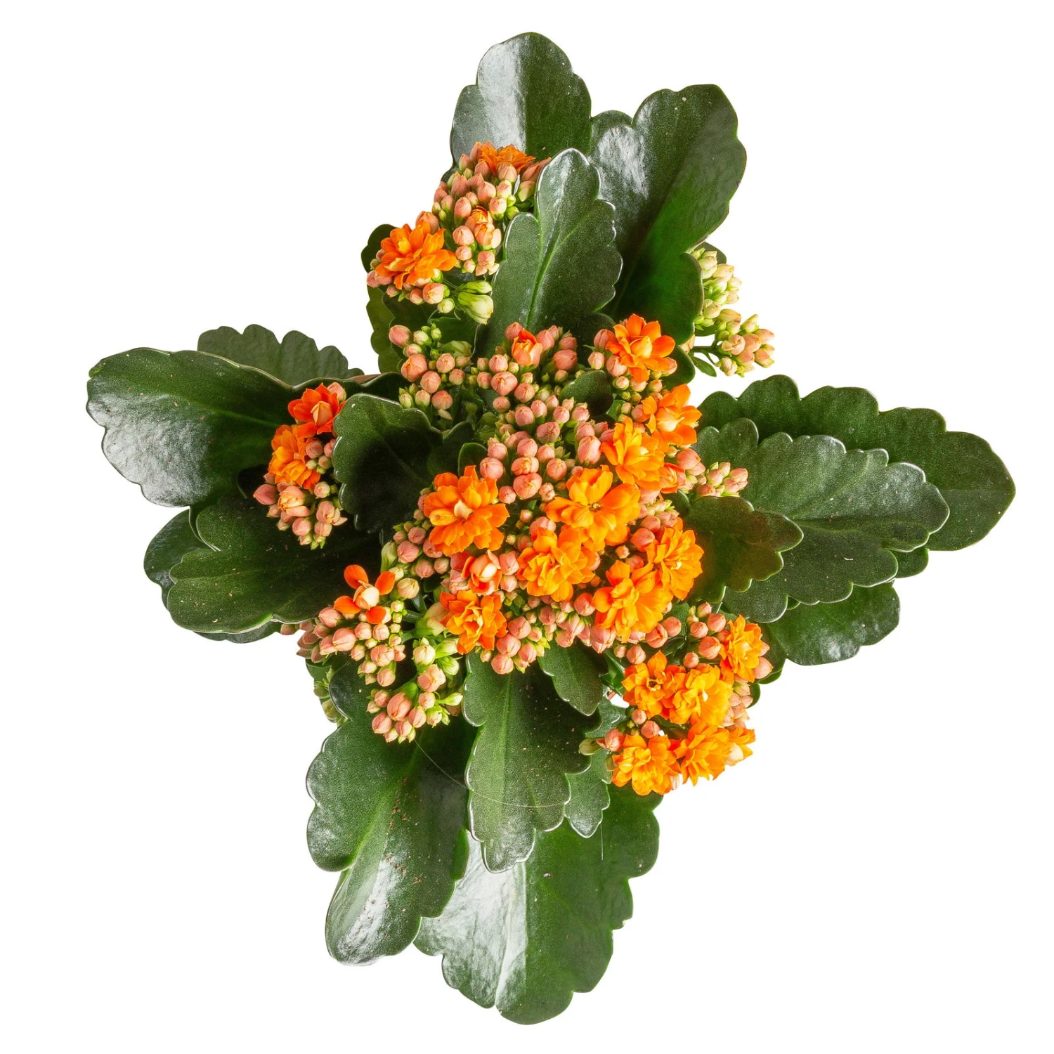 Kalanchoe 'Calandiva'®, Rot&orange, Topf-Ø 12 Cm, Höhe Ca. 20-30 Cm, 6er-Set 4 Kalanchoe 'Calandiva'®, Rot&orange, Topf-Ø 12 Cm, Höhe Ca. 20-30 Cm, 6er-Set – Bild 2