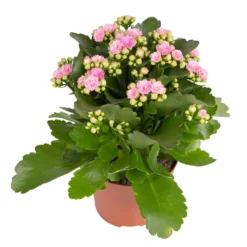 Kalanchoe 'Calandiva'®, Weiß & Rosa, Topf-Ø 12 Cm, Höhe Ca. 20-30 Cm, 6er-Set -Garten Saat Verkäufe 0210350386 Kalanchoe rosa 6er Set 6xrosa 1