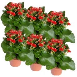 Neue Produkte -Garten Saat Verkäufe 0210350387 Kalanchoe rot 6er Set 6xrot 2