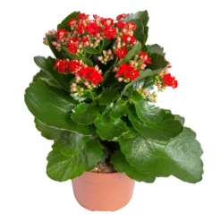 Kalanchoe 'Calandiva'®, Rot&violett, Topf-Ø 12 Cm, Höhe Ca. 20-30 Cm, 6er-Set -Garten Saat Verkäufe 0210350387 Kalanchoe rot 6er Set 6xrot 21