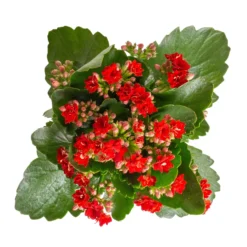 Kalanchoe 'Calandiva'®, Weiß & Rot, Topf-Ø 12 Cm, Höhe Ca. 20-30 Cm, 6er-Set 12 Kalanchoe 'Calandiva'®, Weiß & Rot, Topf-Ø 12 Cm, Höhe Ca. 20-30 Cm, 6er-Set -Garten Saat Verkäufe 0210350387 Kalanchoe rot 6er Set 6xrot 3 3
