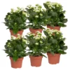 Kalanchoe 'Calandiva'®, Weiß, Topf-Ø 12 Cm, Höhe Ca. 27,5 Cm, 6er-Set 1 Kalanchoe 'Calandiva'®, Weiß, Topf-Ø 12 Cm, Höhe Ca. 27,5 Cm, 6er-Set -Garten Saat Verkäufe 0210350388 Kalanchoe weiss 6er Set 6xweiss