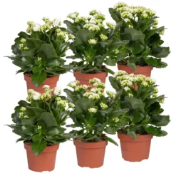 Neue Produkte 3 Kalanchoe 'Calandiva'®, Weiß, Topf-Ø 12 Cm, Höhe Ca. 27,5 Cm, 6er-Set