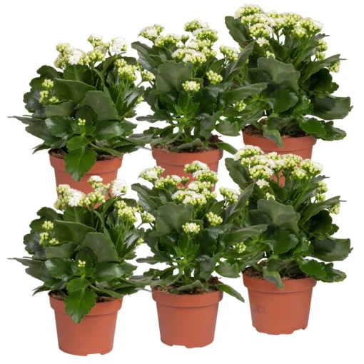 Kalanchoe 'Calandiva'®, Weiß, Topf-Ø 12 Cm, Höhe Ca. 27,5 Cm, 6er-Set 2 Kalanchoe 'Calandiva'®, Weiß, Topf-Ø 12 Cm, Höhe Ca. 27,5 Cm, 6er-Set -Garten Saat Verkäufe 0210350388 Kalanchoe weiss 6er Set 6xweiss