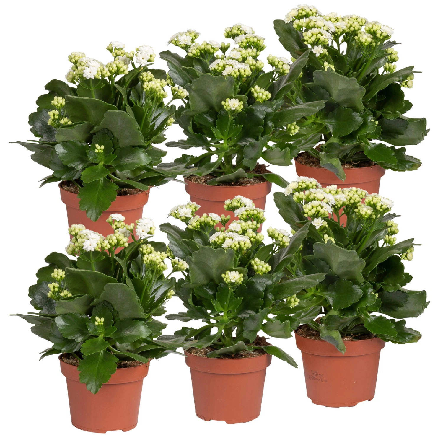 Kalanchoe 'Calandiva'®, Weiß, Topf-Ø 12 Cm, Höhe Ca. 27,5 Cm, 6er-Set 3 Kalanchoe 'Calandiva'®, Weiß, Topf-Ø 12 Cm, Höhe Ca. 27,5 Cm, 6er-Set