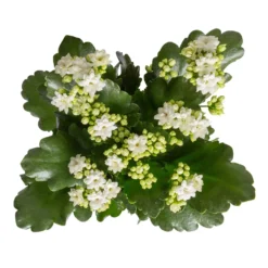 Neue Produkte -Garten Saat Verkäufe 0210350388 Kalanchoe weiss 6er Set 6xweiss 1 1