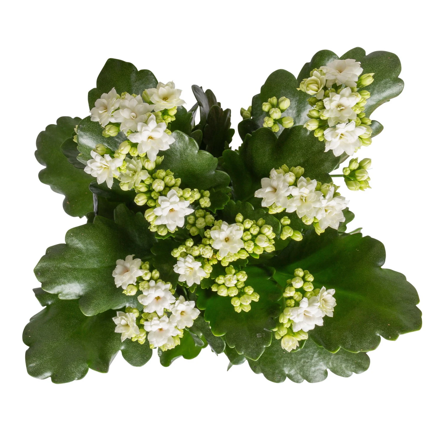Kalanchoe 'Calandiva'®, Weiß, Topf-Ø 12 Cm, Höhe Ca. 27,5 Cm, 6er-Set 8 Kalanchoe 'Calandiva'®, Weiß, Topf-Ø 12 Cm, Höhe Ca. 27,5 Cm, 6er-Set – Bild 6