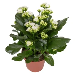 Kalanchoe 'Calandiva'®, Weiß, Topf-Ø 12 Cm, Höhe Ca. 27,5 Cm, 6er-Set 14 Kalanchoe 'Calandiva'®, Weiß, Topf-Ø 12 Cm, Höhe Ca. 27,5 Cm, 6er-Set -Garten Saat Verkäufe 0210350388 Kalanchoe weiss 6er Set 6xweiss 2 2