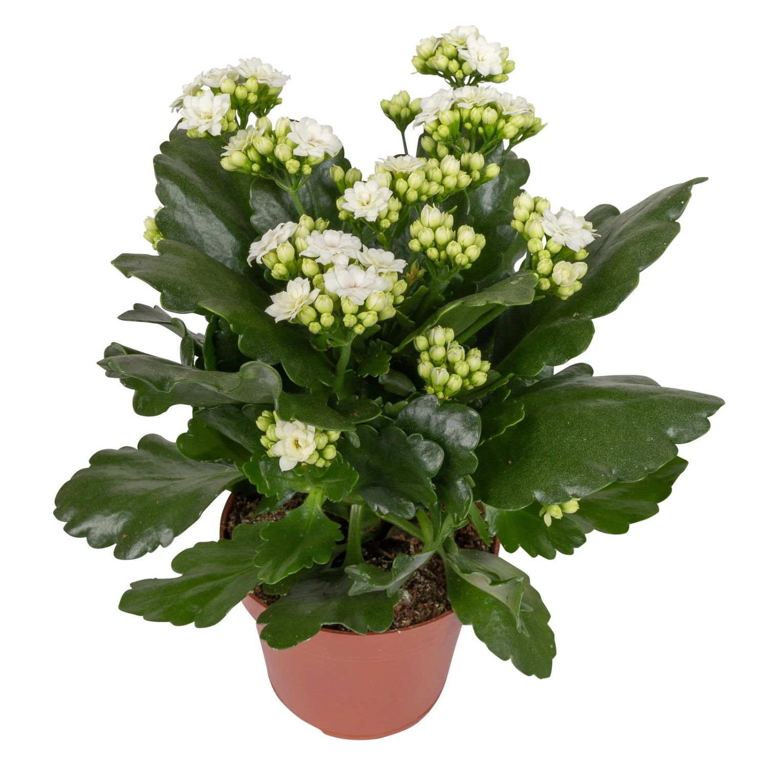 Kalanchoe 'Calandiva'®, Weiß, Topf-Ø 12 Cm, Höhe Ca. 27,5 Cm, 6er-Set 7 Kalanchoe 'Calandiva'®, Weiß, Topf-Ø 12 Cm, Höhe Ca. 27,5 Cm, 6er-Set – Bild 5