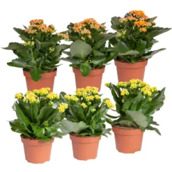 Neue Produkte 5 Kalanchoe 'Calandiva'®, Gelb&orange, Topf-Ø 12 Cm, Höhe Ca. 20-30 Cm, 6er-Set