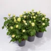 Rose Patio, Weiß, Topf-Ø 13 Cm, 6er-Set 1 Rose Patio, Weiß, Topf-Ø 13 Cm, 6er-Set -Garten Saat Verkäufe 0210550249 Rose Patio T13 6er Set weiss WS 1