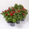 Rose Patio, Rot, Topf-Ø 13 Cm, 6er-Set 2 Rose Patio, Rot, Topf-Ø 13 Cm, 6er-Set -Garten Saat Verkäufe 0210550252 Rose Patio T13 6er Set rot WS 1