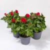 Rose Patio, Rot, Topf-Ø 13 Cm, 3er-Set -Garten Saat Verkäufe 0210550260 Rose Patio T13 3er Set rot