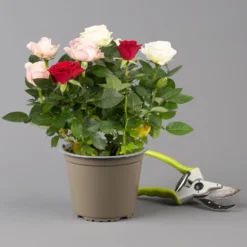 Rose 'Infinity' Rosa-weiß & Rot, Topf-Ø 14 Cm, 2er-Set -Garten Saat Verkäufe 0210550267 rosen trio gemischt 6 122765
