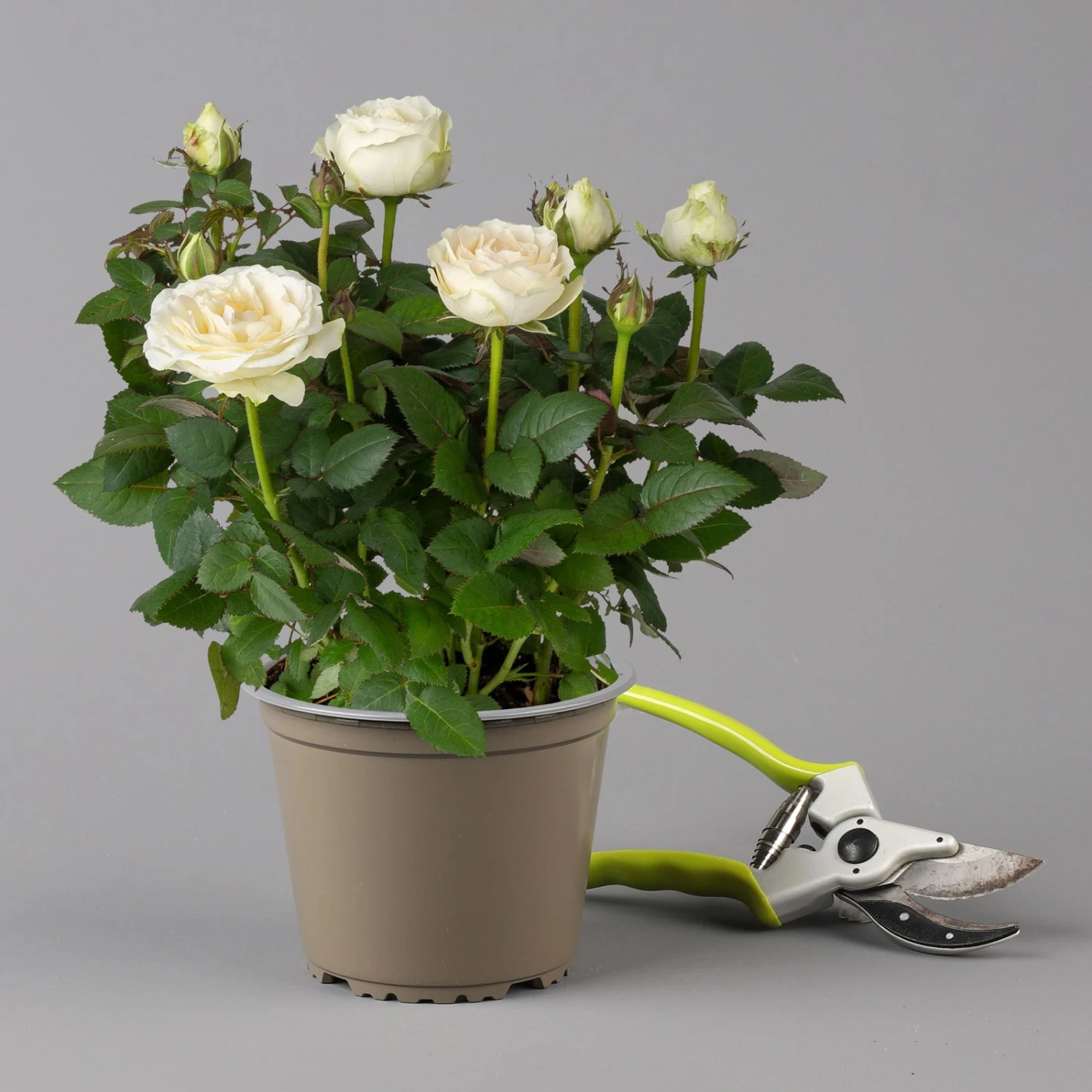 Rose 'Infinity' Weiß, Topf-Ø 14 Cm, 2er-Set 4 Rose 'Infinity' Weiß, Topf-Ø 14 Cm, 2er-Set – Bild 2