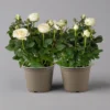 Rose 'Infinity' Weiß, Topf-Ø 14 Cm, 2er-Set -Garten Saat Verkäufe 0210550293 rose infinity weiss 122746