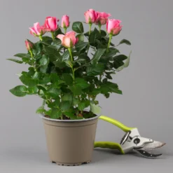 Rose Dunkelrosa, Topf-Ø 14 Cm, 2er-Set 9 Rose Dunkelrosa, Topf-Ø 14 Cm, 2er-Set -Garten Saat Verkäufe 0210550298 rose dunkelrosa 1 122904