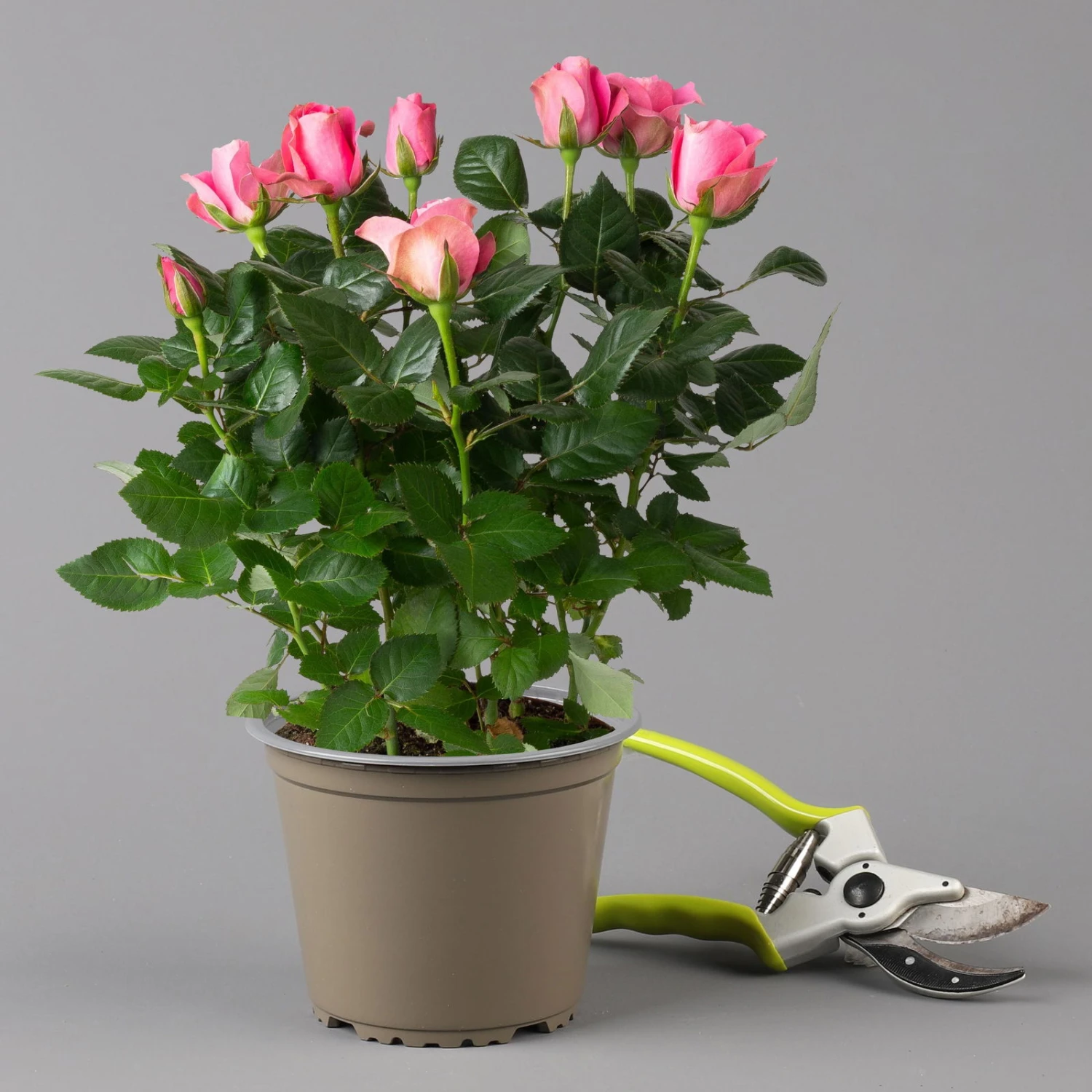 Rose Dunkelrosa, Topf-Ø 14 Cm, 2er-Set 5 Rose Dunkelrosa, Topf-Ø 14 Cm, 2er-Set – Bild 3