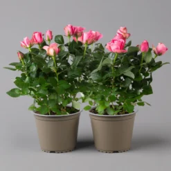 Rose Dunkelrosa, Topf-Ø 14 Cm, 2er-Set