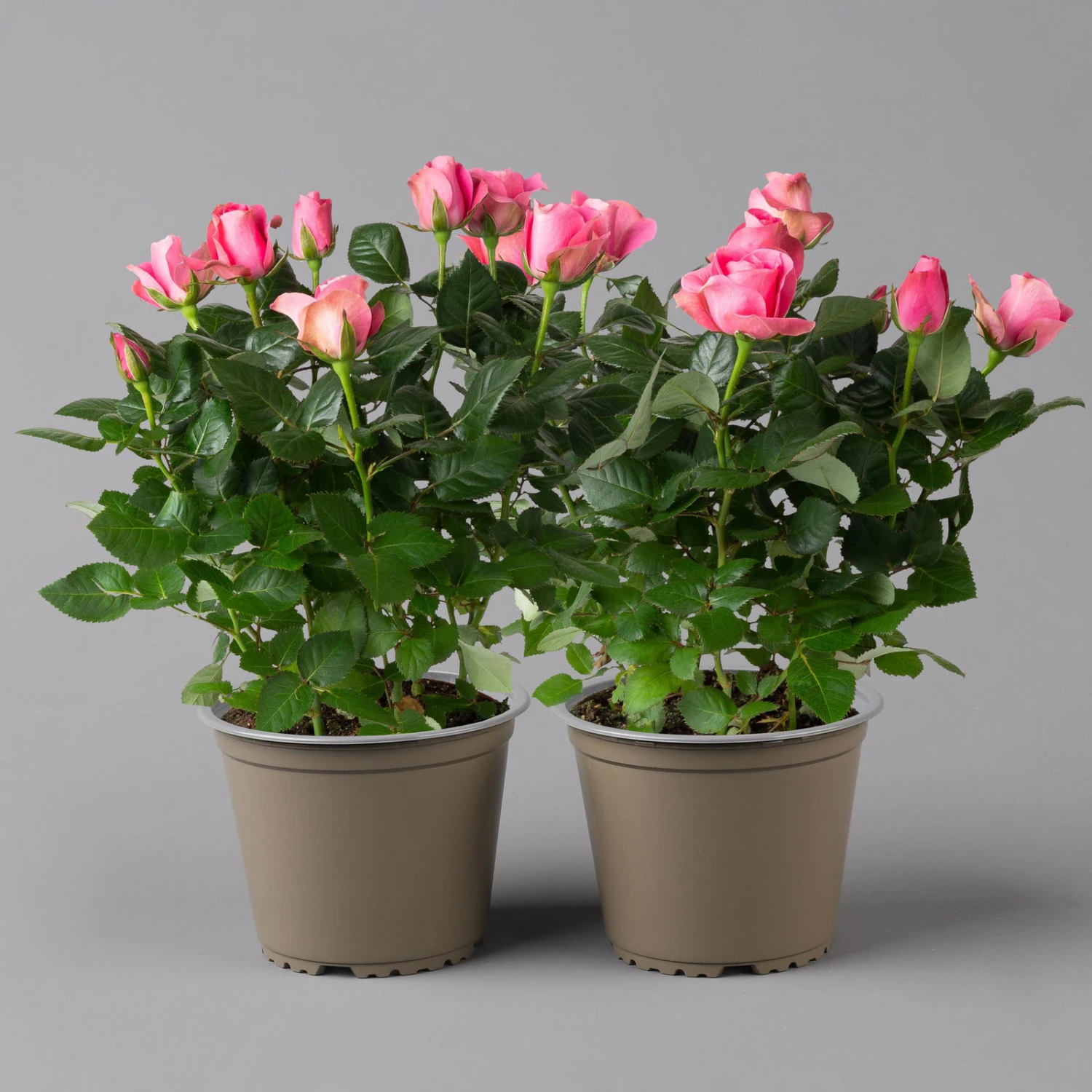 Rose Dunkelrosa, Topf-Ø 14 Cm, 2er-Set 3 Rose Dunkelrosa, Topf-Ø 14 Cm, 2er-Set