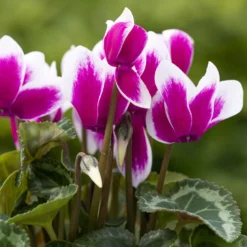 Alpenveilchen 'Picola Shine', Weiß-violett, Topf-Ø 10,5cm, Höhe Ca 23cm, 6er-Set -Garten Saat Verkäufe 0210600488 Cyclamen Goblet Shine violett 6er Set