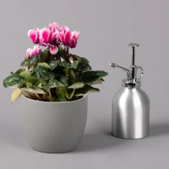 Alpenveilchen 'Picola Shine', Weiß-violett, Topf-Ø 10,5cm, Höhe Ca 23cm, 6er-Set -Garten Saat Verkäufe 0210600488 Cyclamen Picola Shine violett 10cm 6er Set 3 115126