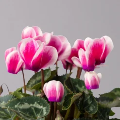 Alpenveilchen 'Picola Shine', Weiß-violett, Topf-Ø 10,5cm, Höhe Ca 23cm, 6er-Set -Garten Saat Verkäufe 0210600488 Cyclamen Picola Shine violett 10cm 6er Set 4 115127